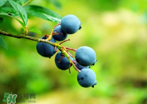 >蓝莓一天吃多少为宜？蓝莓每天吃多少合适？