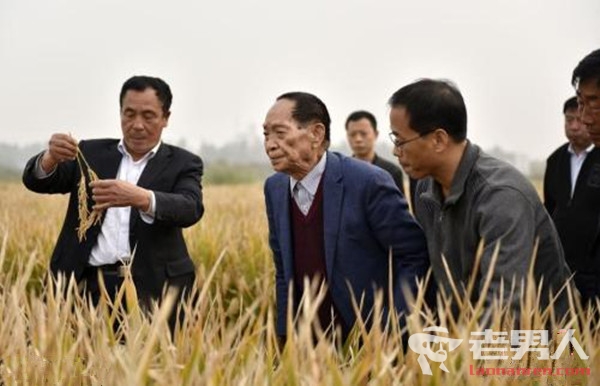 >沙漠种植水稻成功 最高亩产超过500公斤