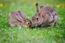 兔子能吃豆渣吗?兔子吃豆渣有什么好处