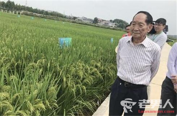 袁隆平超级杂交稻再创纪录 亩产1203.36公斤