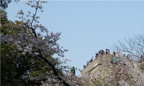 >樱花开了没有 武大樱花开了 3月28日至30日将迎来盛花期