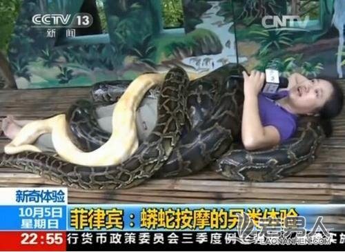 也是蛮拼的！曝央视女记者体验4条大蟒蛇压身按摩