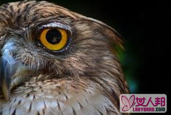 >鹰眼睛的功效与作用 鹰眼睛的用法