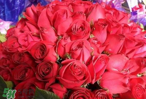 情人节送什么颜色的玫瑰花好？情人节送几朵玫瑰花好？