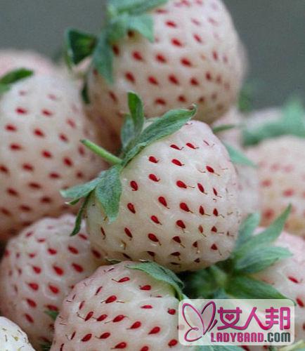 >菠萝莓吃法 菠萝莓的营养价值