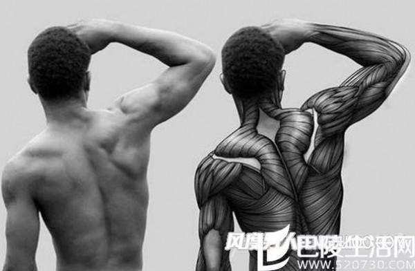 男人健身锻炼哪些肌肉 必须锻炼的6大肌肉群