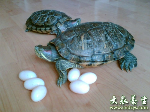 >孕妇能吃乌龟蛋吗
