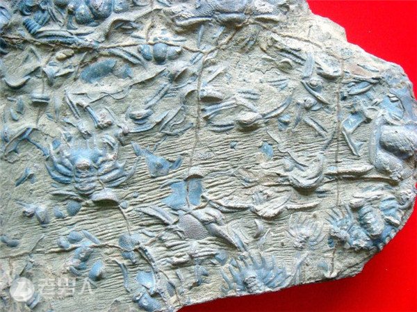重庆酉阳发现三叶虫化石 揭秘它是怎么形成的