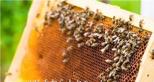 >五味子蜂蜜的功效与作用及食用方法
