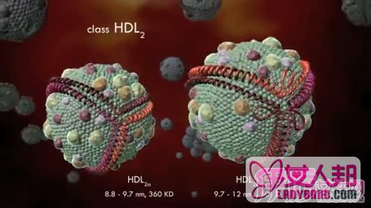 >高密度脂蛋白俗称血管清道夫 看看它如何为你身体排毒