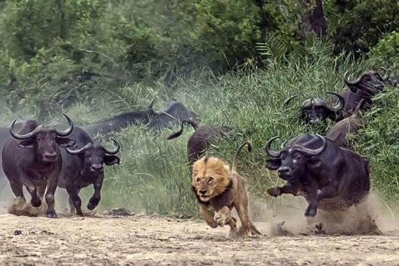 >【非洲水牛和老虎】动物世界非洲水牛大战狮子 勇敢的非洲野水牛大战非洲雄狮