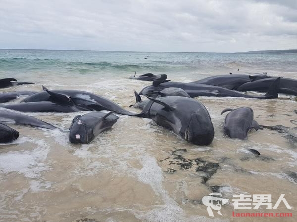 鲸鱼西澳海滩搁浅 大量鲸鱼尸体遍布海滩