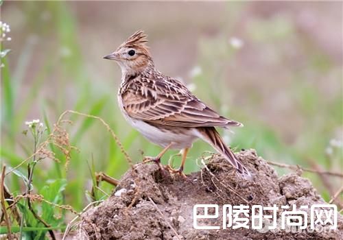 凤头百灵价格及智商 凤头百灵好养吗多少钱一只