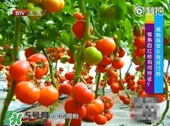 >如何分辨催熟西红柿？西红柿怎么去除农药残渣？