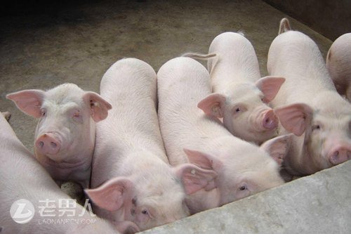 >美国生猪价格大跌 中国猪肉价格看涨