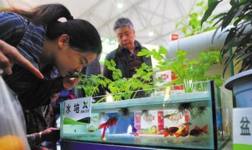 >水培植物“驯化”起来很难