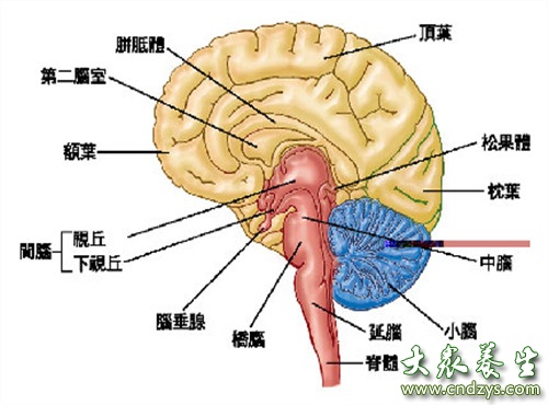 中医教你健脑养生八方法