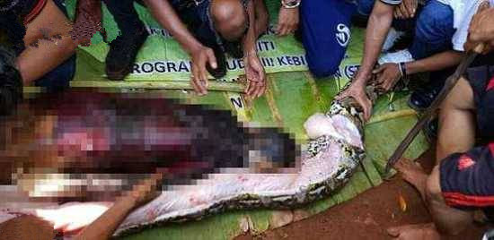 >印尼54岁妇女被8米巨蟒吞噬 村民剖开蟒蛇肚子将女子完整取出