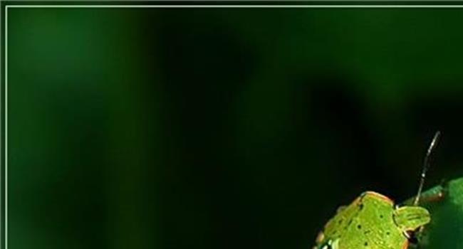 【茶翅蝽的防治】茶翅蝽的发生与防治