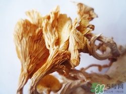 黄金菇怎么做好吃?黄金菇的功效与作用