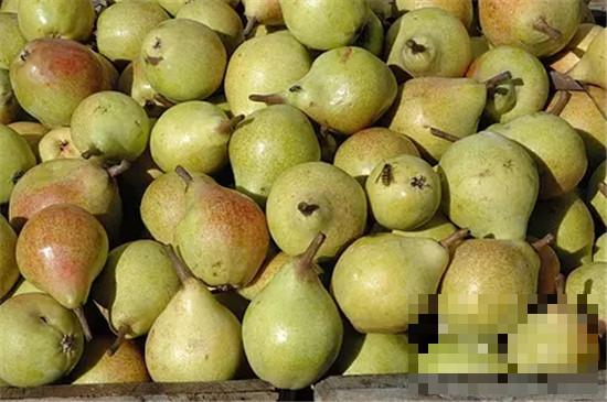 苹果梨的营养价值 增进食欲