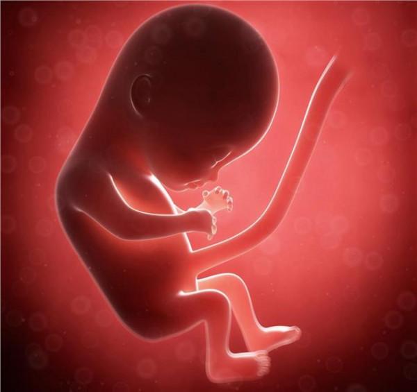 >卢煜明母体血液 母体血液中的胎儿基因