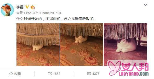 >范冰冰李晨疑同居 共养猫咪窗帘遮眼难道看到了不该看的？