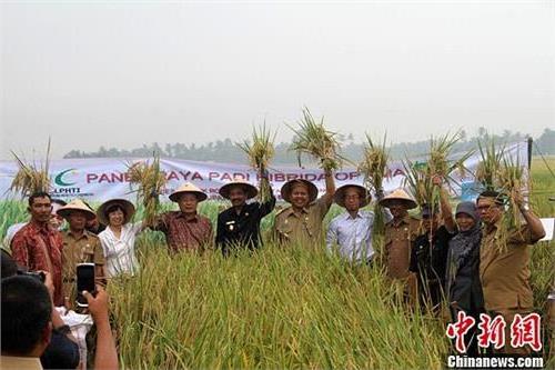 >隆平高科杂交水稻在印尼苏北试种成功