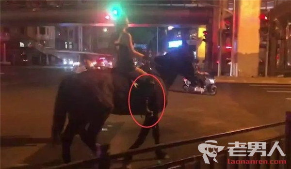 女子深夜街头骑马被拘 策马出游被质疑炒作