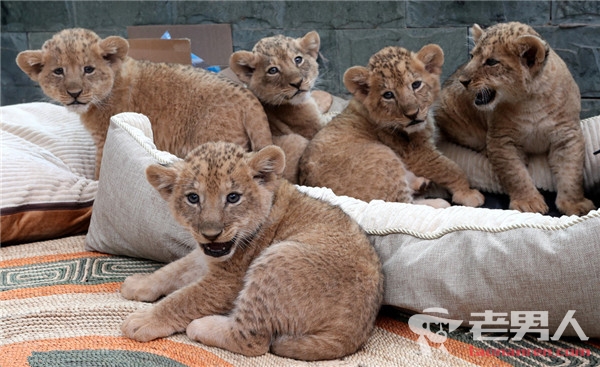 >五胞胎非洲狮亮相 活泼好动萌态十足