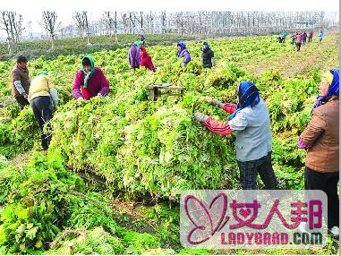 雪里红的腌制方法步骤