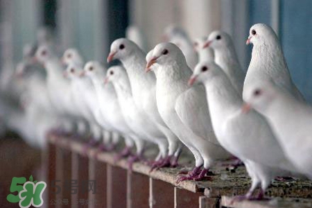禽流感可以养鸽子吗？禽流感期间能养鸽子吗？
