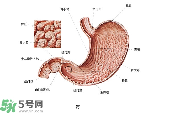 >防胃癌的食物有哪些？多吃什么预防胃癌？