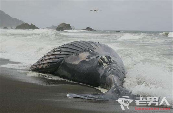 >阿根廷现搁浅鲸鱼 此前海滩曾有61只海豚搁浅