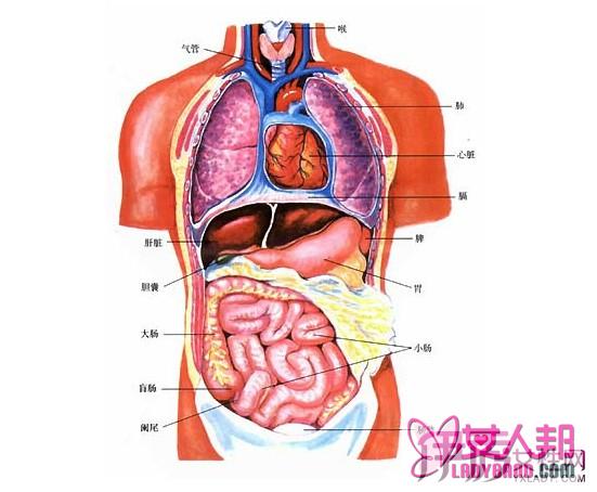 人体躯干解剖图是什么？ 三张图教你认识人体结构