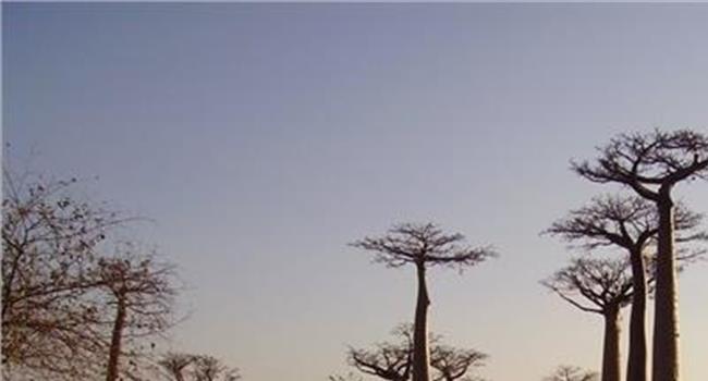 【非洲面包树】非洲大草原上的猴面包树是一种什么样的植物?