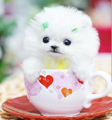 >四十五种狗狗你认识几种?世界上最小的茶杯犬 好可爱
