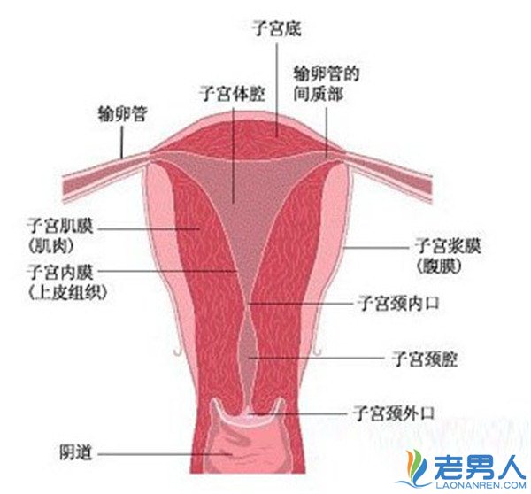 >子宫内膜厚度多少正常 子宫内膜常见问题解答
