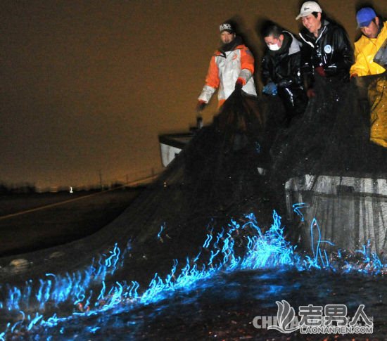 日本渔民捕获荧光乌贼 黑夜发出蓝光像特效(图)