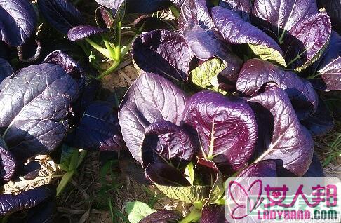春季养生多吃5种紫色蔬菜 紫薯让肌肤保持水润