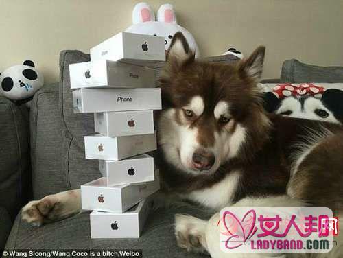 >王思聪为爱犬买8台iPhone 7  王可可或许是世界上最幸福的狗