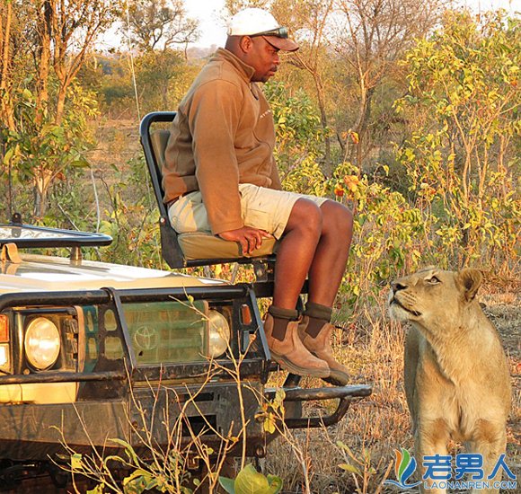 >男子南非旅游偶遇狮子 淡定与狮子对视未受攻击