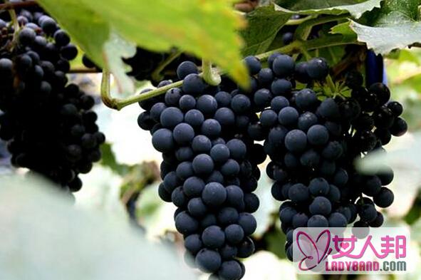 >山葡萄的功效与作用 山葡萄的营养价值