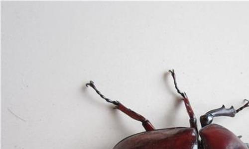世界上最大的独角仙 长达22厘米的甲虫着实吓人