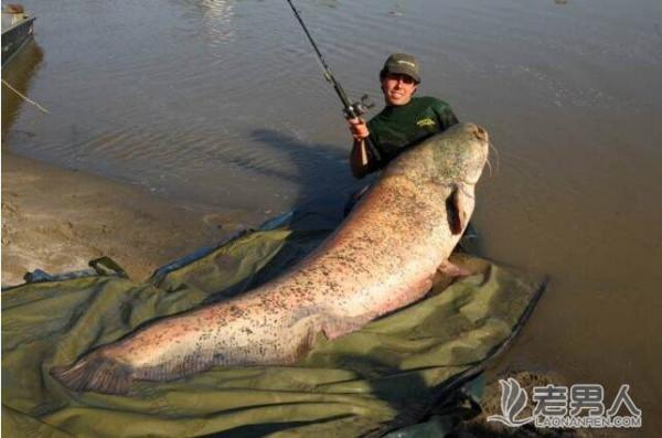 >英国渔民捕获长3.6米巨型鲶鱼（图）