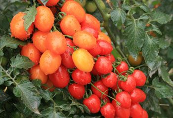 >小番茄的营养价值 圣女果食谱