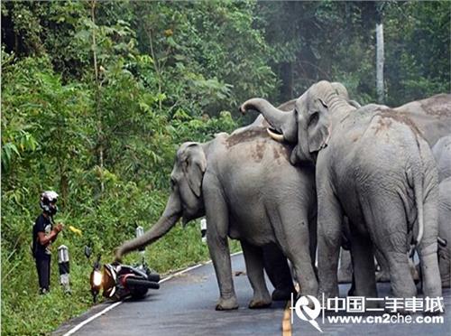 泰一骑摩托车男人遭大象进犯 系对喧闹的摩托车声响感到厌烦