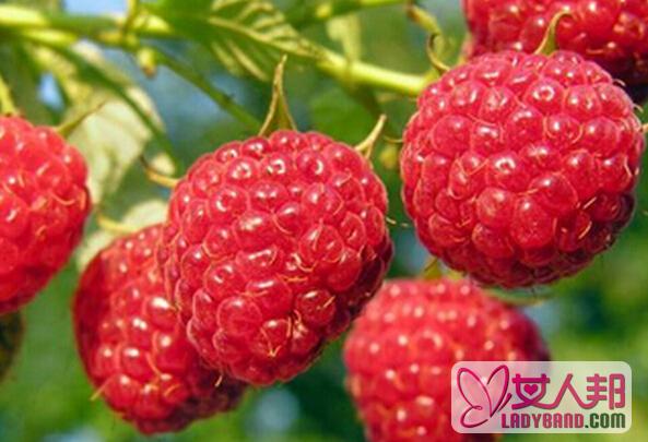 蛇莓有毒吗 孕妇能吃蛇莓吗