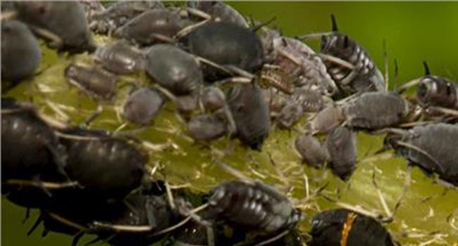 【蚜虫吃什么】蚜虫的天敌有哪些?什么吃蚜虫?