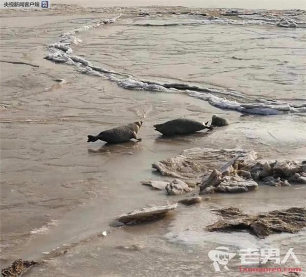 >斑海豹幼崽遭盗猎 目前已有37只斑海豹幼崽死亡